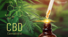 Тест: Правда и мифы о КБД