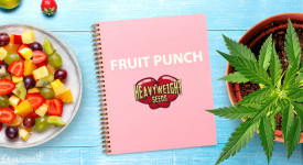 Выращивание сорта марихуаны Fruit Punch от Heavyweight Seeds в индоре
