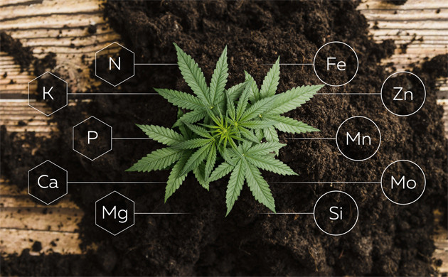 Удобрения для марихуаны