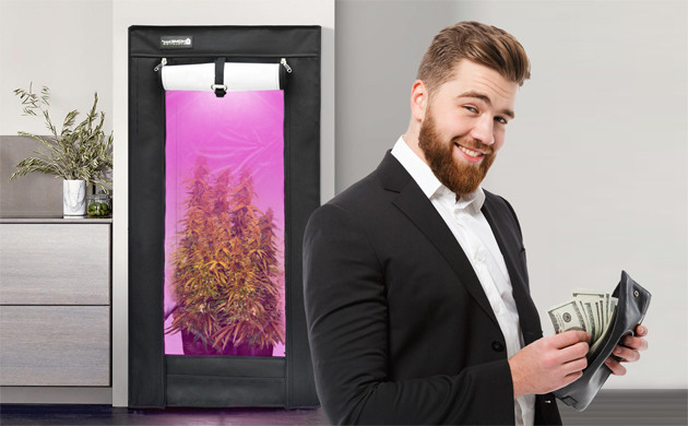 Куст марихуаны в гроутенте