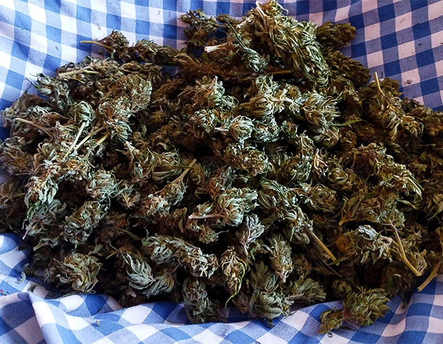 Эффект и аромат Runtz Fast Flowering