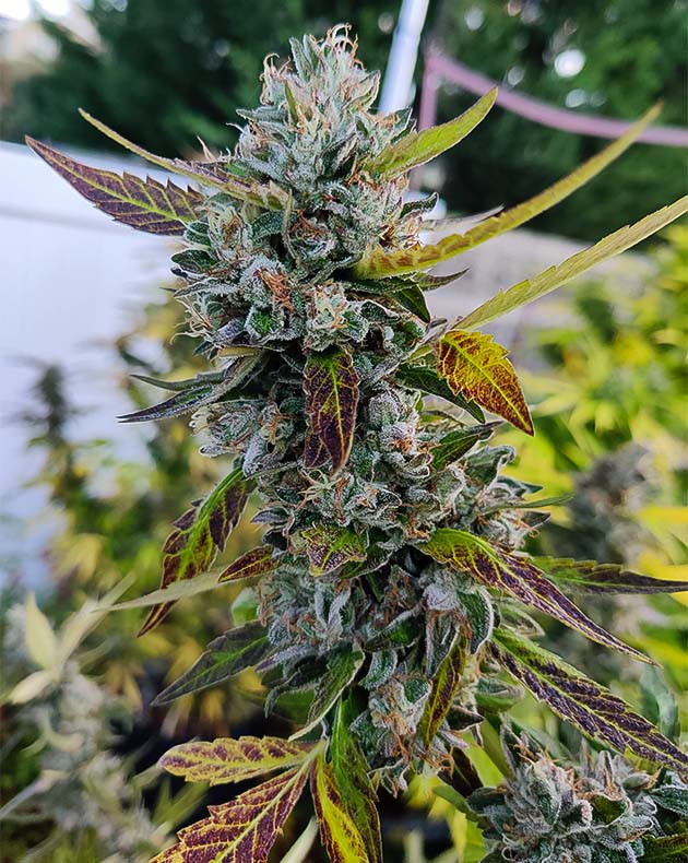 Предхарвест кустов Wedding Gelato