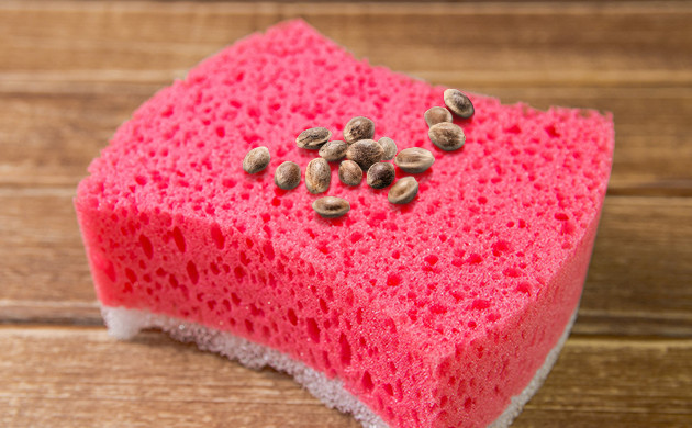 семена на кухонной губке