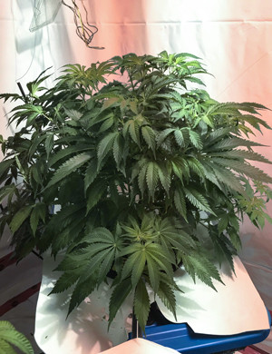 LST на седьмой неделе