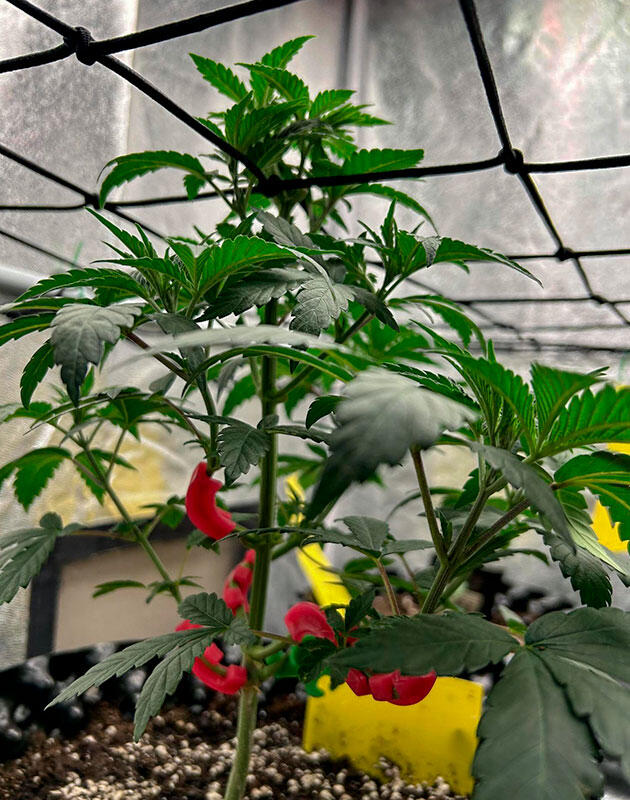 Марихуана ростом 30 см