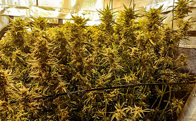 промывка сорта конопли Gelato Auto