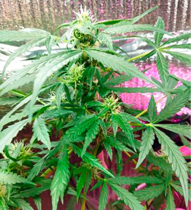 Аромат и дефолиация конопли Куст Auto Tutankhamon на фазе цветения