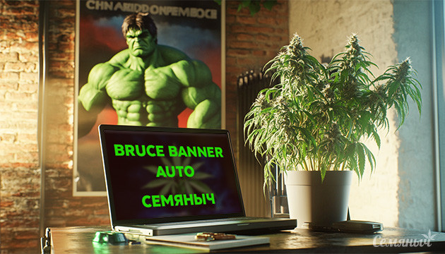 Гроурепорт по выращиванию сорта Bruce Banner Auto