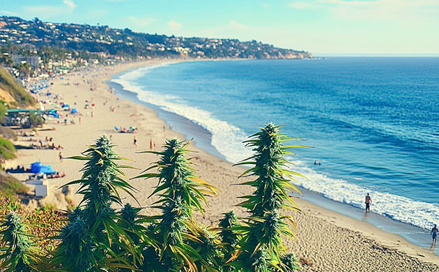 Как создавался Purple Punch