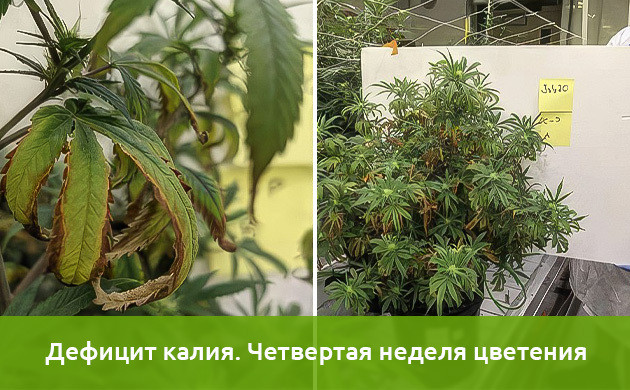 Исследования недостатка калия в конопле