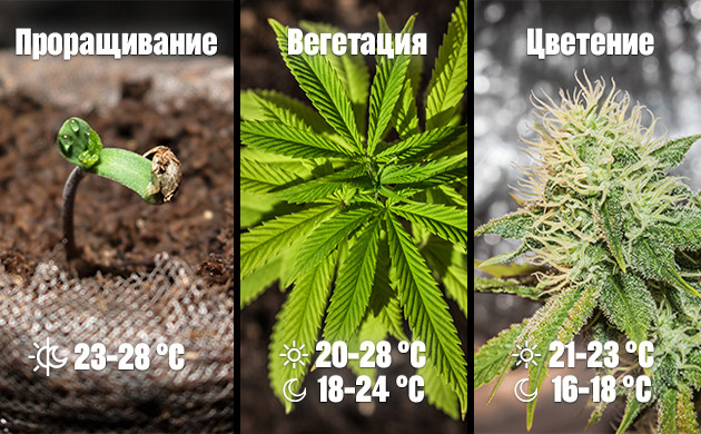 Показатели температуры для проращивания, вегетации и цветения