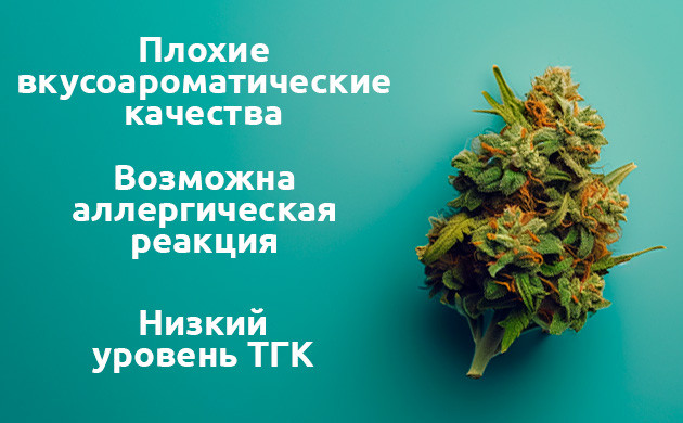 Как опыление изменяет вкусоароматические качества конопли