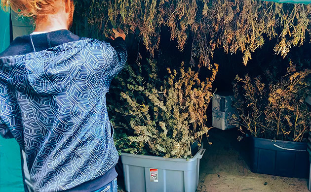 Подготовка каннабиса к стрижке