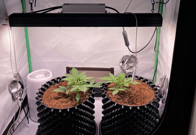 Растишки Apricot Auto от FastBuds на 2 неделе выращивания