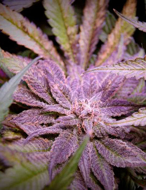 Листья фиолетового оттенка