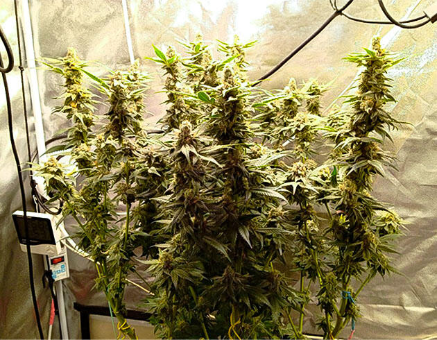 Motor Breath от 7CH American