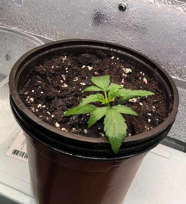 Молодой росток марихуаны в гроубоксе