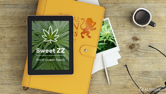 Гроурепорт сорта марихуаны Sweet ZZ