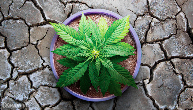 Засоленный грунт