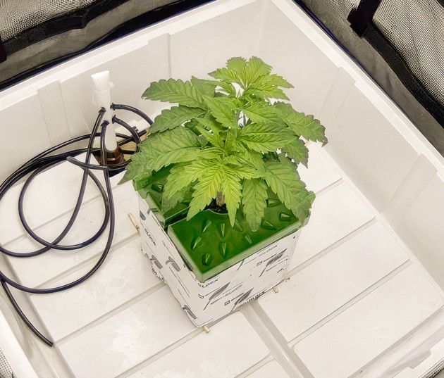 Куст Crescendo RBX1 на 3-4 неделе выращивания