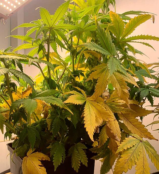 Пожелтевшие листья конопли