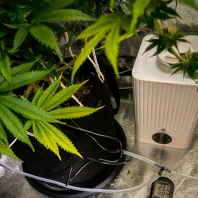 Марихуана на 13 неделе роста