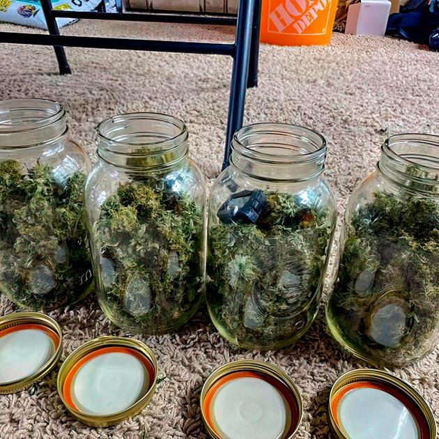 Харвест конопли