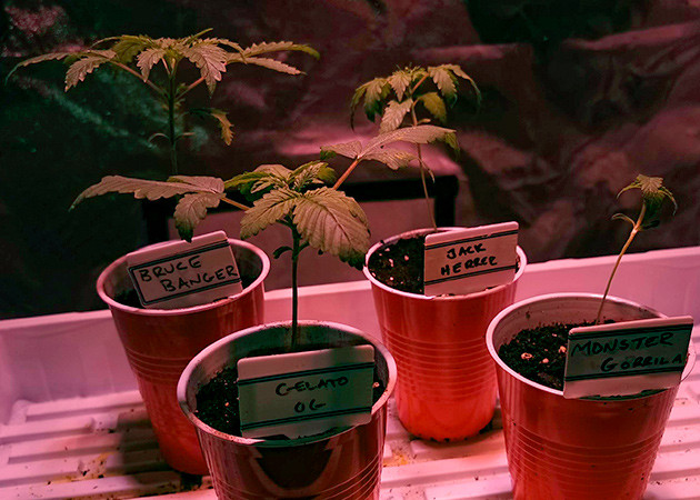 Росток Gorilla Glue от Monster Genetics