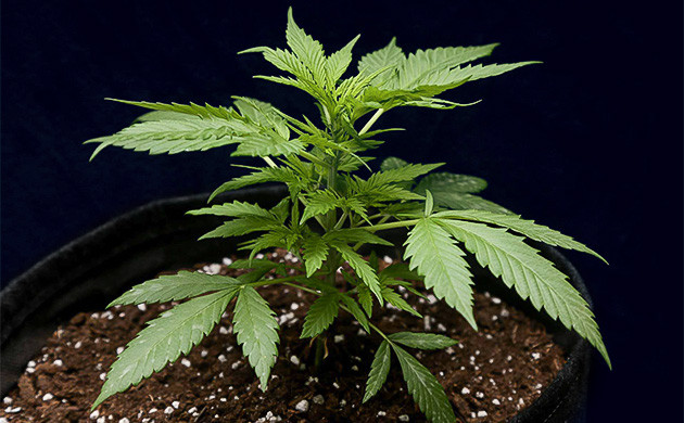 Конец вегетации сорта Tropicana Cookies Auto