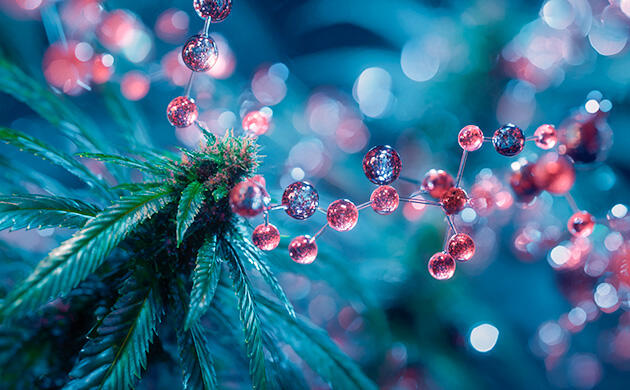 КБГ – ключевой каннабиноид для медицинских сортов