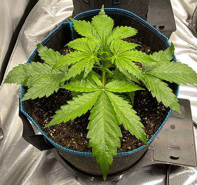 3 неделя выращивания