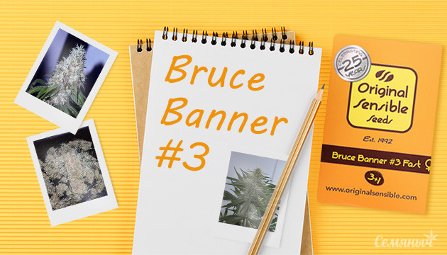 Отчет о выращивании Bruce Banner #3