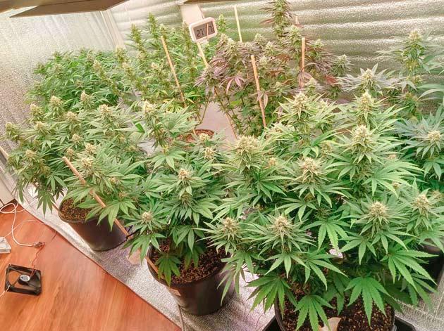 Кусты Permanent Marker на 15 неделе