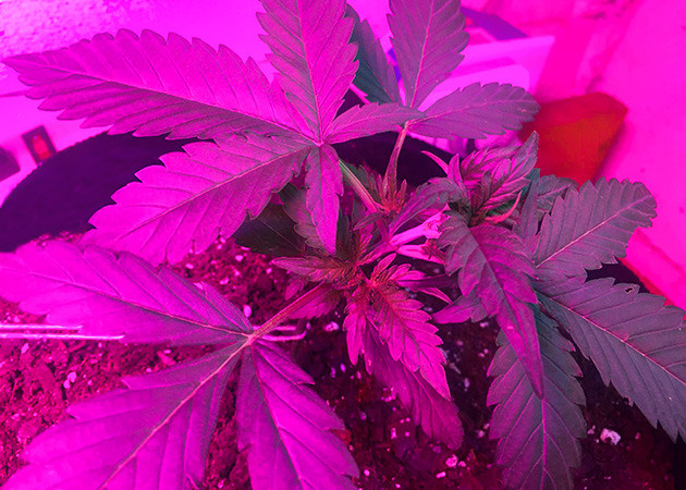 Гроурепорт Zkittlez Auto