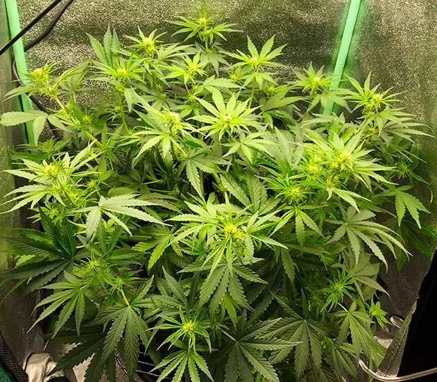 Соцветия с белыми волосками на кусте конопли