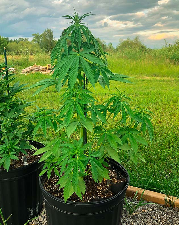 Куси конопли высотой 58 см
