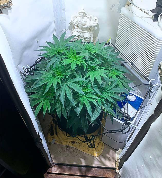 Trainwreck на старте цветения