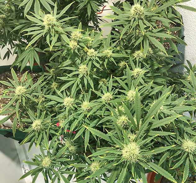 Световой ожог конопли