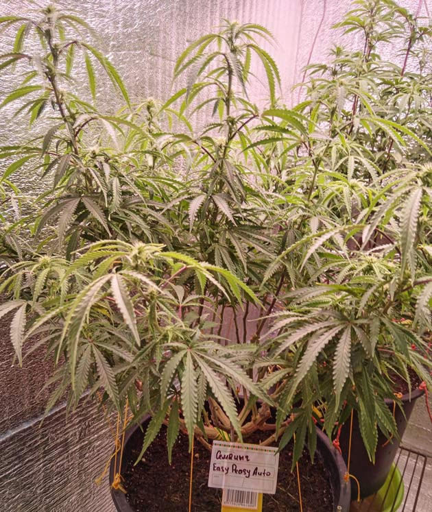 6 неделя роста марихуаны