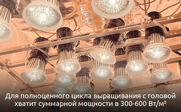 Как подобрать мощность ламп для растений