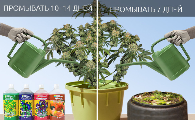 Промывка кустов от минеральных и органических удобрений