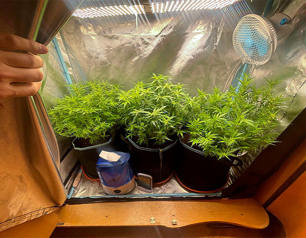 Цветение Gorilla Auto в полном разгаре