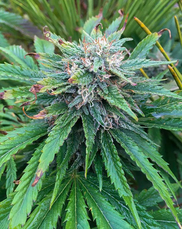 Потемнение стигм на соцветии