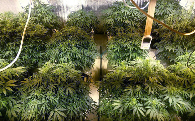 Густые цветущие кусты