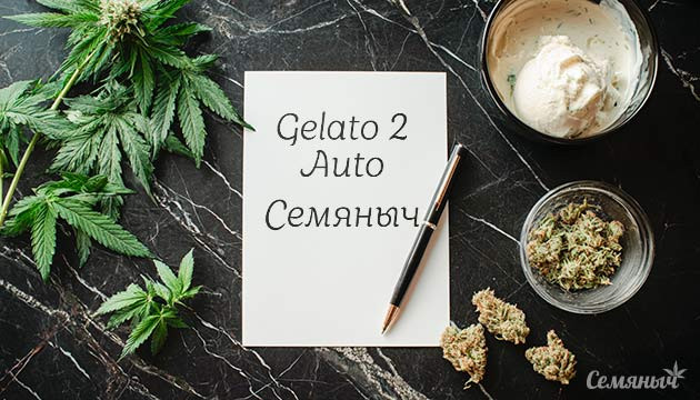 Гроурепорт сорта конопли Gelato 2 Auto от Семяныча