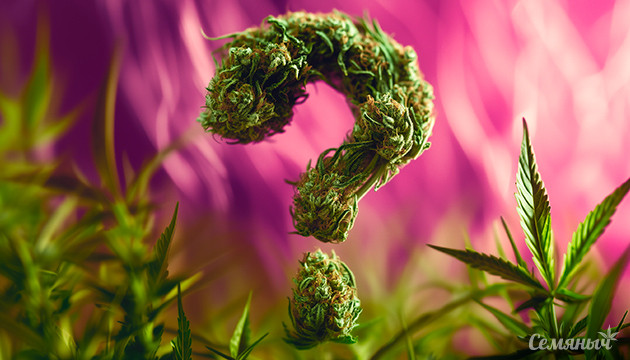 Тест по забавным фактам о каннабисе