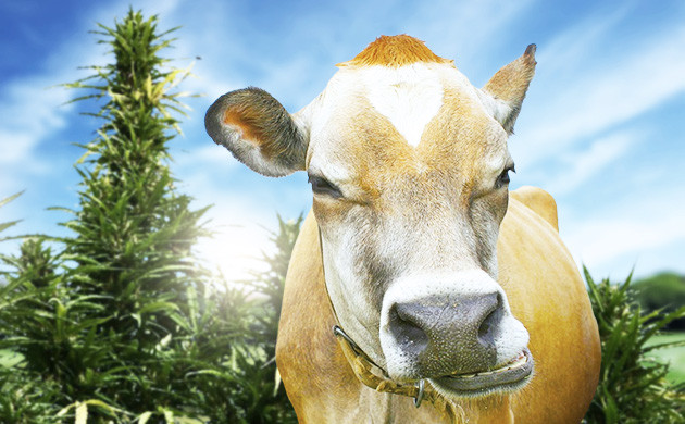 Запах конопли отпугивает травоядных животных