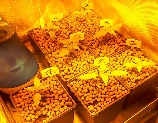 Семь пронумерованных горшков в гроубоксе