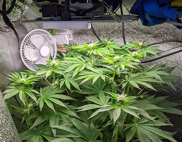 Перевод на цветение растения Blue Gelato 41