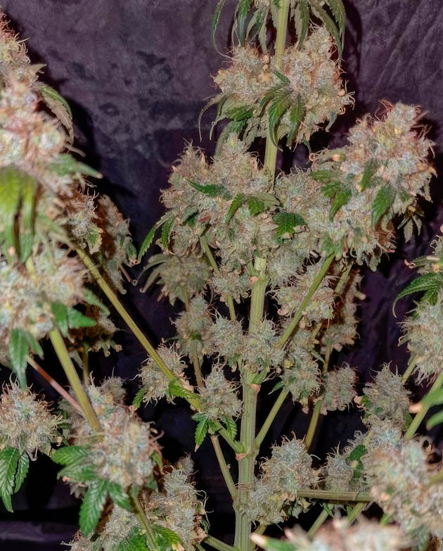 Харвест конопли